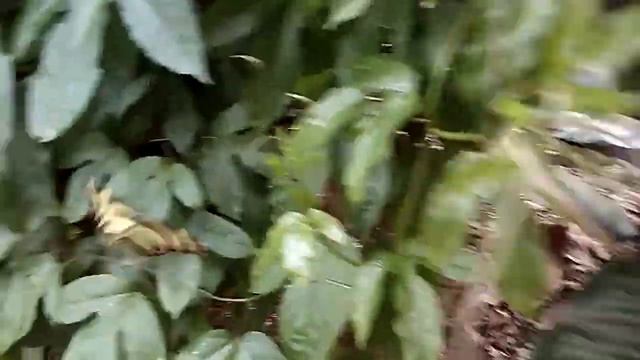 Sonata de invierno La mariposa zebra ( Heliconius charithonia ) смотреть онлайн