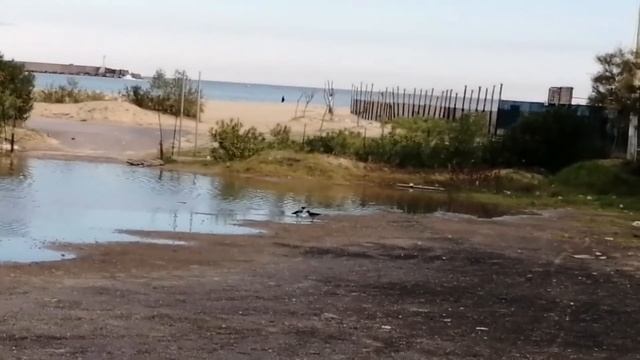 تربية الطيور في البيت الفراخ البيضاء смотреть онлайн