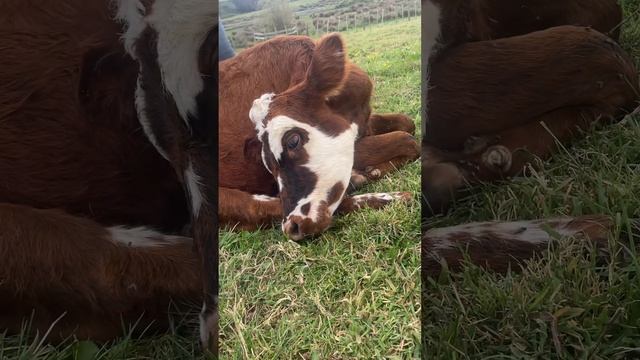 小牛的安乐死 смотреть онлайн