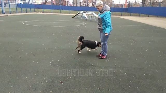 "Унипёс" Сидим дома Трюковая дрессировка навык "Змейка" смотреть онлайн