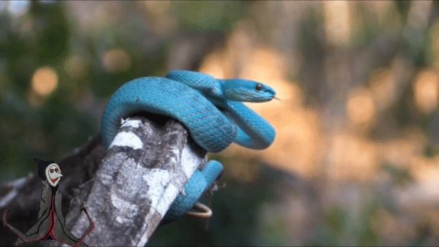 Top 5 Víboras (Viperidae) increíbles del mundo. смотреть онлайн