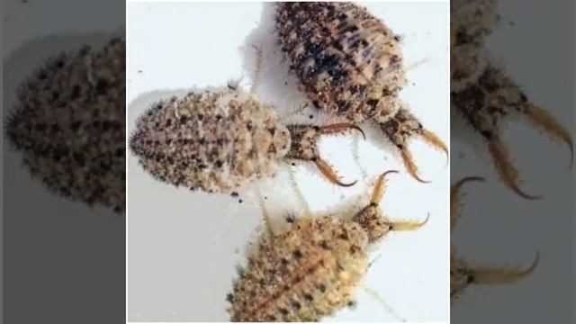 Undur Undur - insect Retreat Un смотреть онлайн