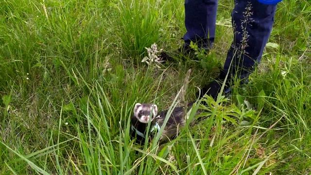 Одна из первых прогулок смотреть онлайн