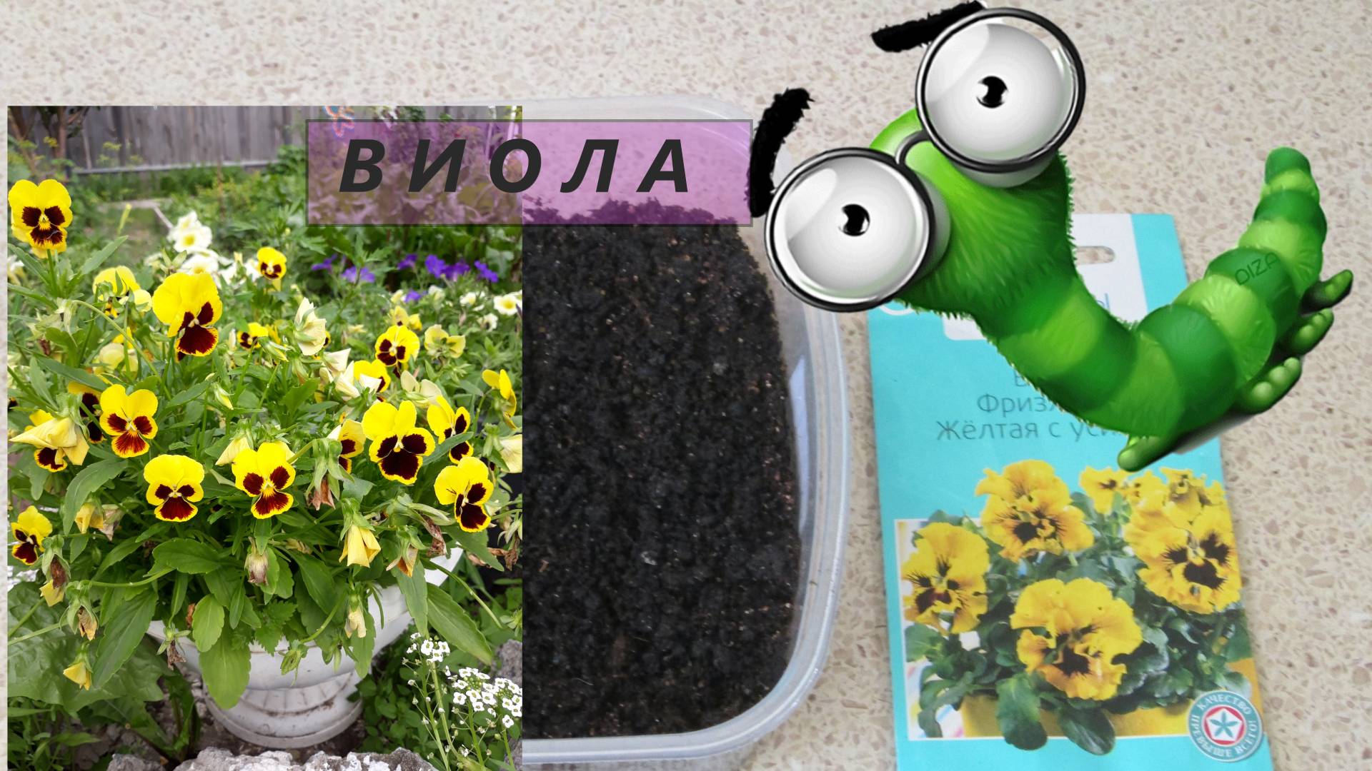 Виола от семян до цветения #44