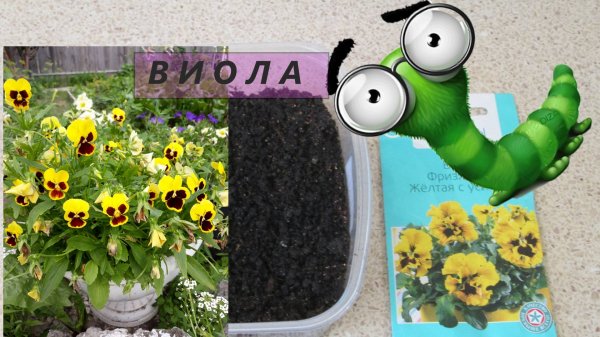 Виола от семян до цветения #44
