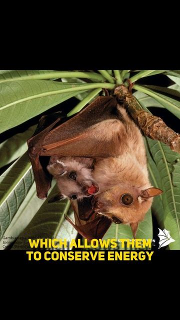Facts 4 U: Bats can do that??? #shorts #reels #factshorts смотреть онлайн