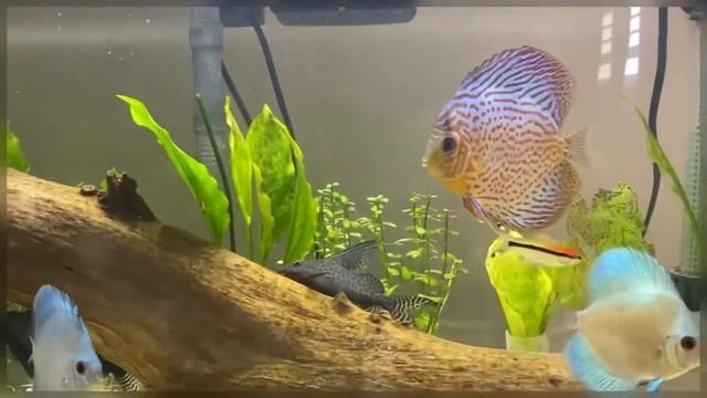 Discus Fish 😊🎧 enjoy and relax! смотреть онлайн