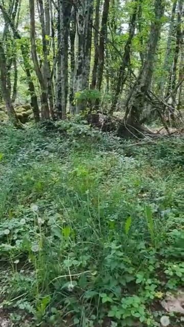 ЕСЛИ ВЫ В ЛЕСУ ВО ФРАНЦИИ ЗАХОТЕЛИ В ТУАЛЕТ..ТО ТАМ ЕСТЬ ДАЖЕ! ДОСМОТРИТЕ ВИДЕО ДО КОНЦА И УЗНАЕТЕ! смотреть онлайн