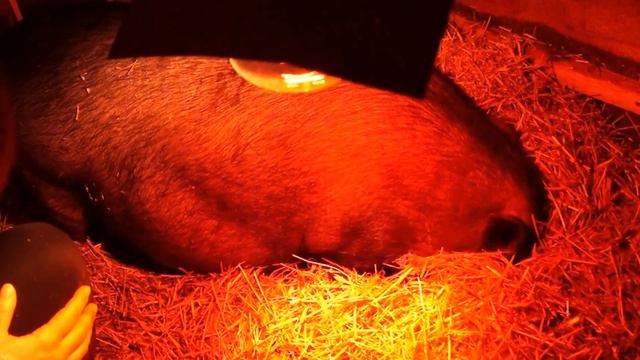 опорос смотреть онлайн