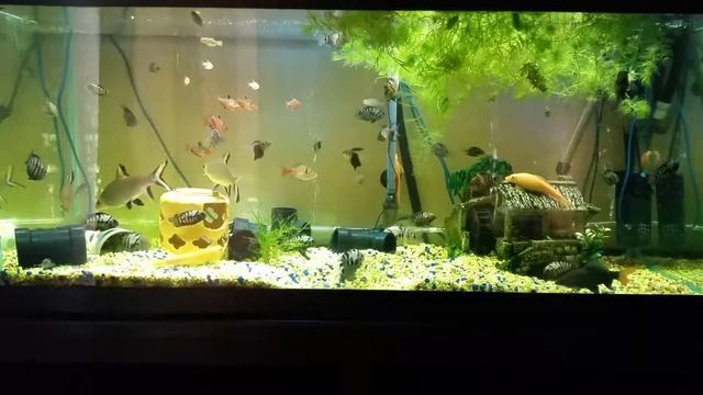 Аквариумные рыбки смотреть онлайн