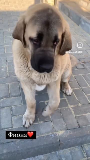 Фиона❤️. Испанский мастиф смотреть онлайн