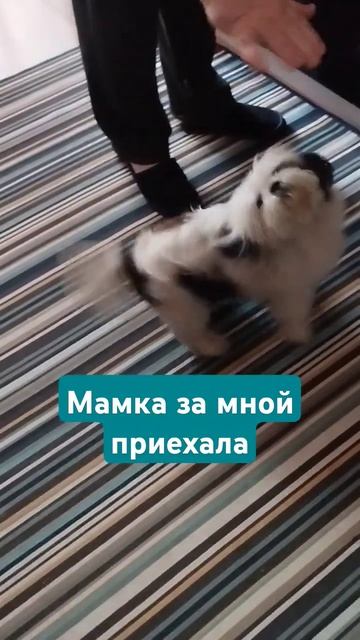 Не виделись месяц#путешествия #собака#передержка#хобби смотреть онлайн