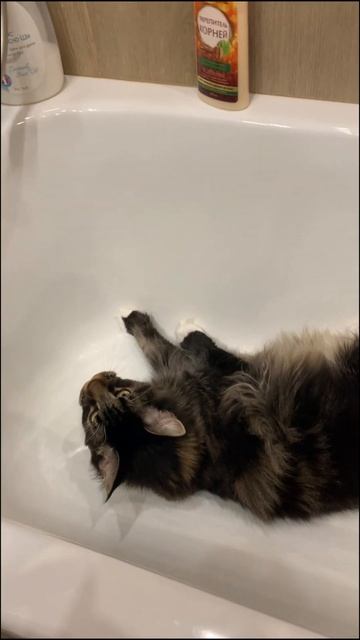 Мейн кун. Ирония судьбы. #mainecoon #funnycats #partyanimalsgame #mainecoonlovers #funnyanimals смотреть онлайн