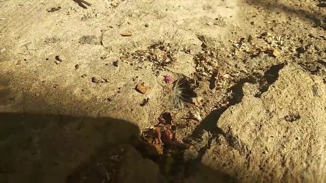 Муравьи. (Ant) смотреть онлайн