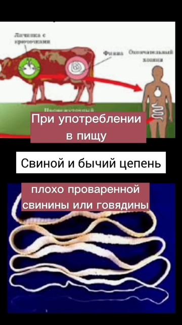 🌿🪱 АНТИпаразитарная чистка смотреть онлайн