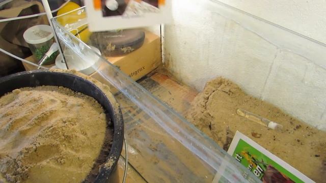 #45 R.I.P. pheidole yeensis смотреть онлайн