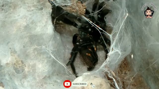 Psalmopoeus irminia Molting | Tarantula Molting - Timelapse смотреть онлайн