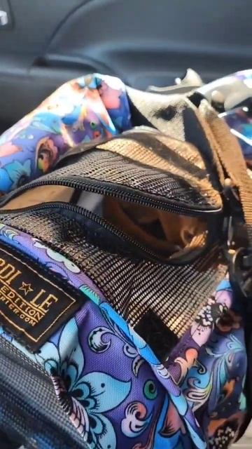 Всё идёт по плану 😉✂️ Приехали на кастрацию 🤗 #абиссинский_котёнок смотреть онлайн