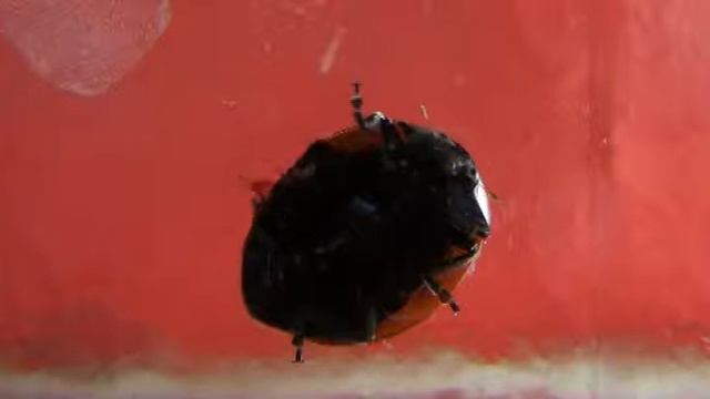 Что-то за ногу зацепилось.mp4 смотреть онлайн