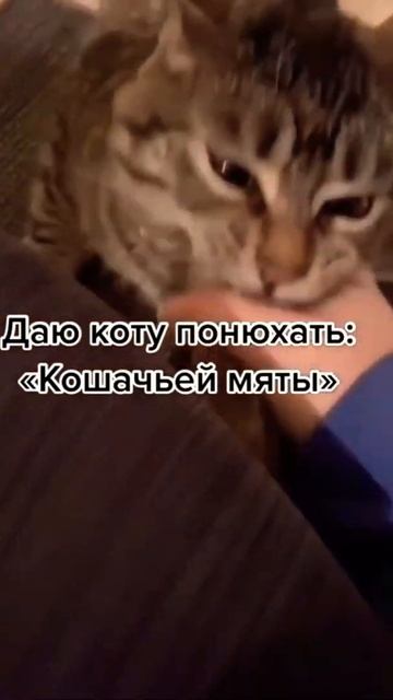 Я бык😆😆 смотреть онлайн