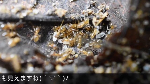 【うごくアリ図鑑】広葉樹・針葉樹混合林のアリ（前編） смотреть онлайн