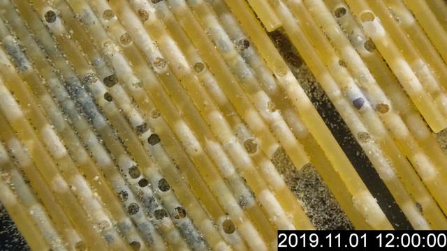 Stegobium paniceum (Brotkäfer) - time lapse (300 days) смотреть онлайн