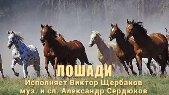 Лошади смотреть онлайн