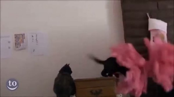 Как коты роняют елки