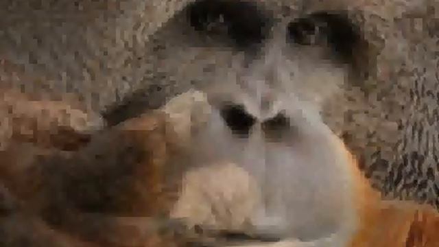 Kiss Me Orangutan смотреть онлайн