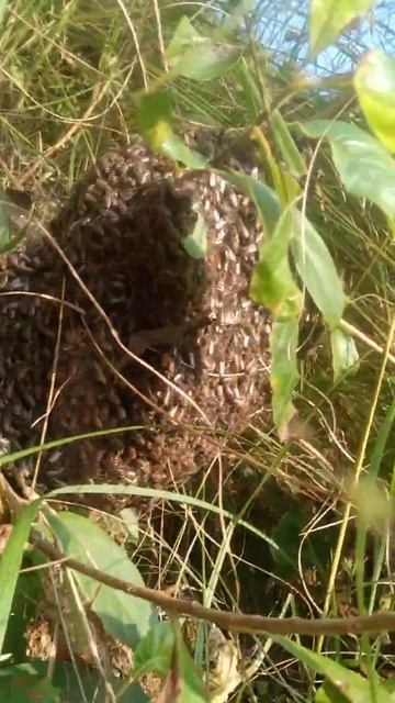 jungle ka Honey best смотреть онлайн