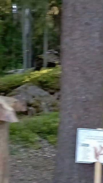 Разборки белок (кто успел, тот и съел). смотреть онлайн