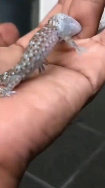 #shorts #gecko #геккон смотреть онлайн