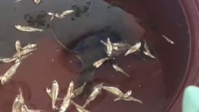 Tortugas Concha Blanda Comen Charales (Apalone Ferox) 🐢🐟 смотреть онлайн