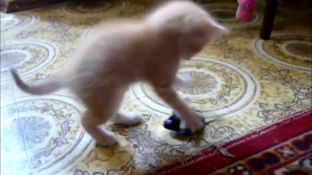 Капец всем мышам! смотреть онлайн