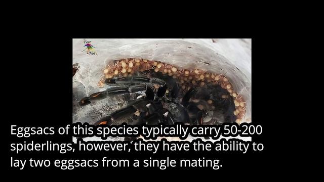 TOP 10 MOST BEAUTIFUL AMAZING TARANTULA смотреть онлайн