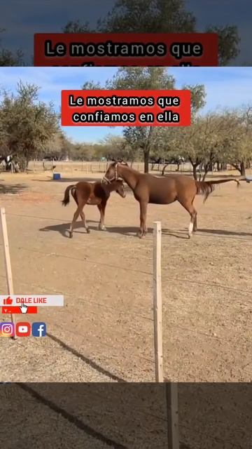 YEGUA MALTRATADA AMENAZA AGREDIR смотреть онлайн