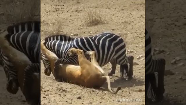 Львица напала на зебру смотреть онлайн