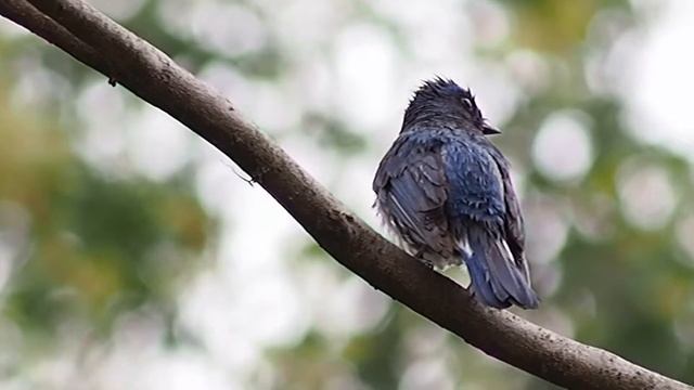 オオルリ / Blue-and-White Flycatcher OLYMPUS PEN mini E-PM2 смотреть онлайн