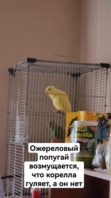 Крайне возмущенный ожереловый попугай🦜😁 #shortvideo #birds #зоомагазин #попугай #shortsvideo #parro смотреть онлайн