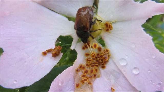 phyllopertha horticola • SCARABAEIDAE смотреть онлайн
