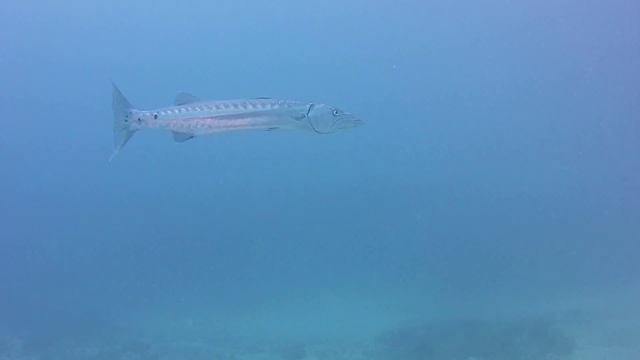 Barracuda смотреть онлайн