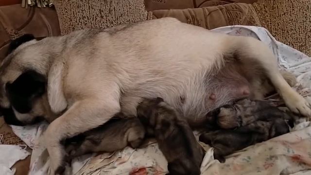 Первые роды мопсихи. смотреть онлайн