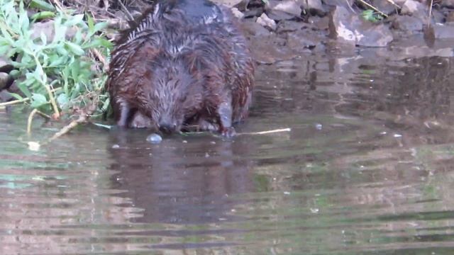 Встретил эпичного бобра на речке! смотреть онлайн