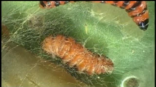 invasión biológica