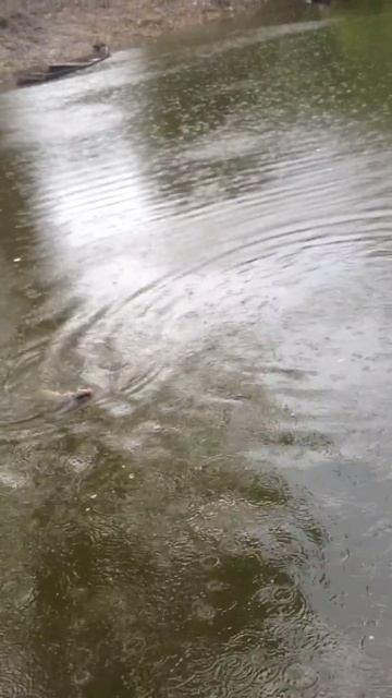 Карп в дождь смотреть онлайн