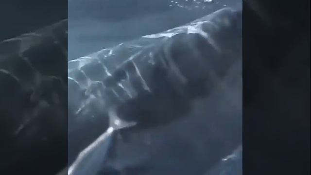 страшна акула 😬 смотреть онлайн