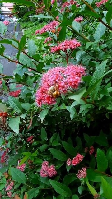 Спирея японская#лето2024 #flowers #цветы смотреть онлайн