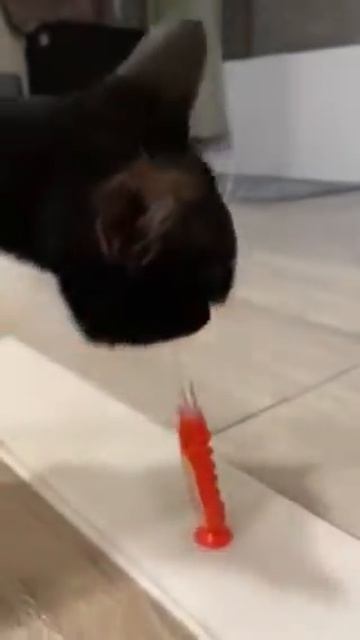 Dental health#youtubeshorts #cats смотреть онлайн