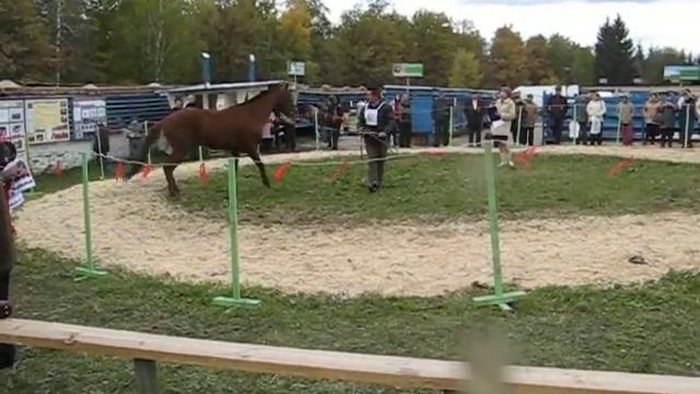 тренировка смотреть онлайн