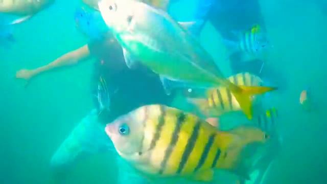 Scuba Diving In Goa 2022 | Thrilling Goa Beach Watersports | Underwater Adventures Await!